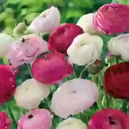 Ranunculus